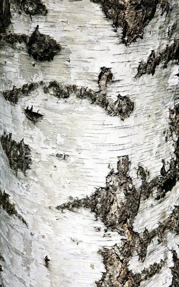 Birch bark texture stock image. Image of background, timber - 15754891 Background Sunlight, Tree Scape, Bark Wallpaper, Tree Bark Texture, Bark Texture, Closeup Photo, Texture Wallpaper, Birch Bark, Wallpaper Designs