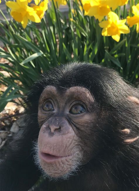 Cute Chimpanzee, Chimpanzee Funny, Chimpanzee Aesthetic, Cute Zoo Animals, Chimpanzee Photography, Monkey Photography, Baby Chimpanzee, Detroit Zoo, Animated Animals