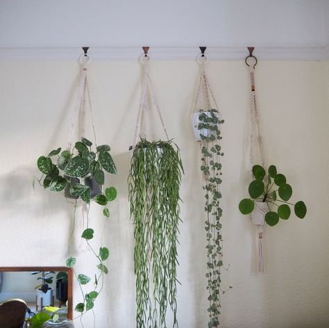 How’s it hanging? Using a picture rail to hang plants – HOUSEPLANTHOUSE Picture Rail Hanging, Indoor Plant Wall, Plant Window, Hanging Plant Wall, Picture Rail, Picture Hook, Bathroom Plants, How To Hang, Macrame Plant Hangers