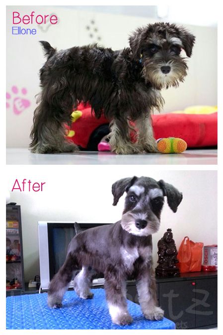 Schnauzer Haircuts Hairstyles, Mini Schnauzer Grooming Haircuts Short, Miniature Schnauzer Haircut Hairstyles, Schnauzer Teddy Bear Haircut, Mini Schnauzer Grooming Haircuts, Schnauzer Grooming Styles, Terrier Grooming Styles, Schnauzer Haircuts, Dog Whelping Box