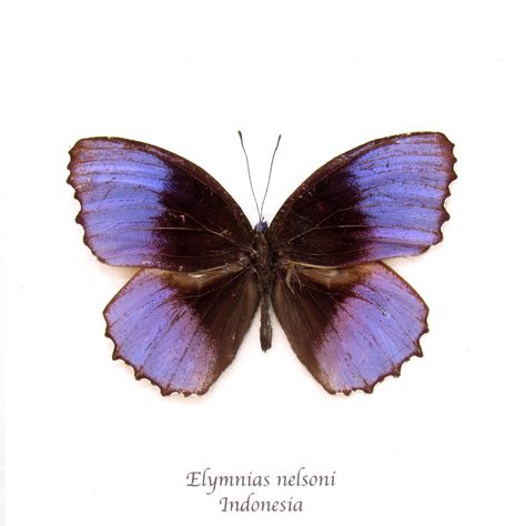 Rarely offered real Purple butterfly, Elymnias nelsoni from Indonesia, presented in a handmade 5.5"x5.5" wood frame.  Professionally mounted on parchment paper with the scientific name and country of origin printed below. You will receive the same beautiful framed specimen shown in the photos.  Seldom seen in such fine condition. Wingspan measures 2.55 inches. Curious Kingdom has been lovingly crafting our handmade insect frames for over a decade.  We have provided these natural displays for nat Purple Buterfluffy, Butterfly Taxidermy, Butterfly Purple, Butterfly Collection, Real Butterfly, Silver City, Pretty Backgrounds, Butterfly Pictures, Elements Of Nature