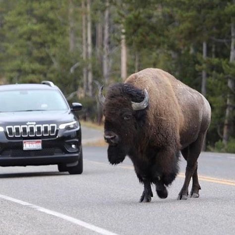 Bison, feeling ornery, headbutts vehicle in Yellowstone National Park American Bison, Yellowstone National, Small Cars, Yellowstone National Park, Usa Today, National Park, Bears, National Parks, Tools