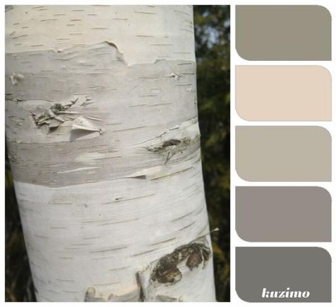 Birch Color Palette, Birch Bedroom, Decor Inspiration Diy, Interior Design Color Schemes, Bedroom Colour Palette, House Color Palettes, Spa Room, Birch Bark, Pallet Painting