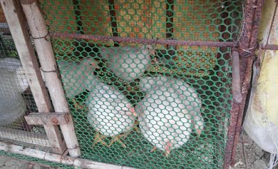 45 Days Chicken Farming Chicken Business, Chicken Raising, Broiler Chicken, Farm Chicken, Chicken Farming, Chicken Farm, Raising Chickens, The Philippines, Box Fan