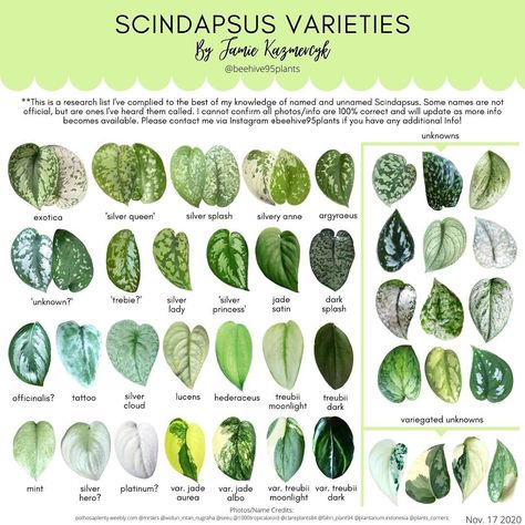 Jamie on Instagram: “I’ve been working on this Scindapsus varieties chart for a while! It is a working research list that I will update as more info becomes…” Plant Leaf Identification, Leaf Identification, Philodendron Plant, Pothos Plant, Plant Identification, Plant Guide, Inside Plants, House Plants Decor, House Plant Care