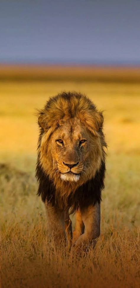 Wallpapers Lion, Lion Wallpapers, Animal Wallpapers, Animal Tumblr, Lion Photography, Lions Photos, Lion Love, Lion Wallpaper, Lion Images