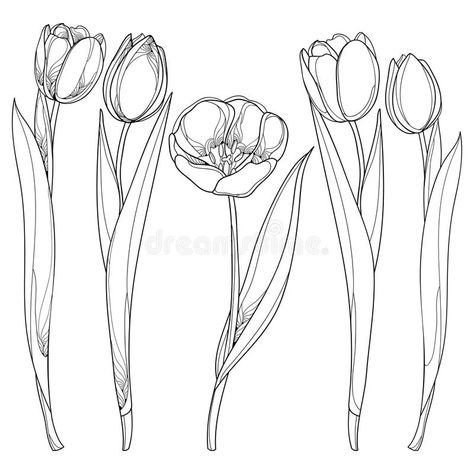 Tulip Flower Drawing, Freehand Sketching, Tulip Drawing, White Template, Sketching Illustration, Tulip Tattoo, Botanical Line Drawing, Flower Drawing Tutorials, Tulips Art