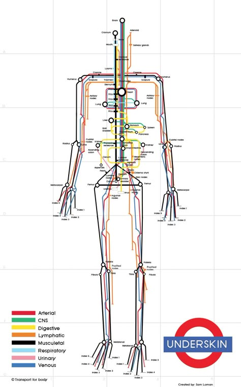 Sam Loman, Underskin.  _ Cool Infographics London Tube Map, Underground Map, Metro Map, Subway Map, Body Map, Visual Metaphor, U Bahn, London Underground, Anatomy And Physiology