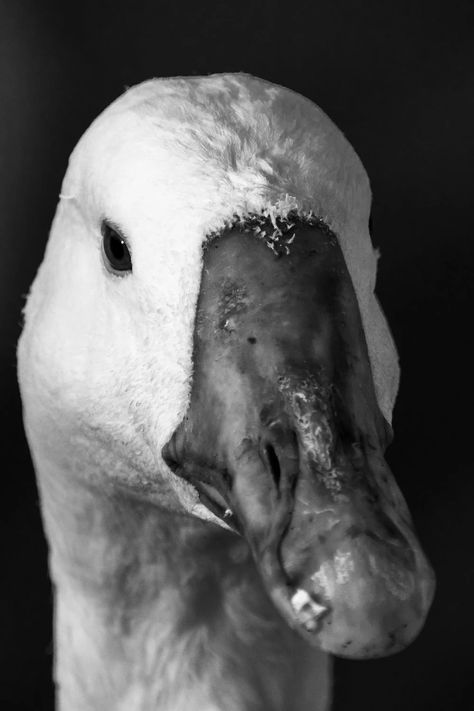 Black and White Photo of a Duck's Head · Free Stock Photo Black And White Photos Animals, Black And White Animal Portraits, Black And White Animal Pictures, Duck Black And White, Duck Reference, Wildlife Black And White, Black And White Photography Nature, Black And White Animal Photography, Duck Photography