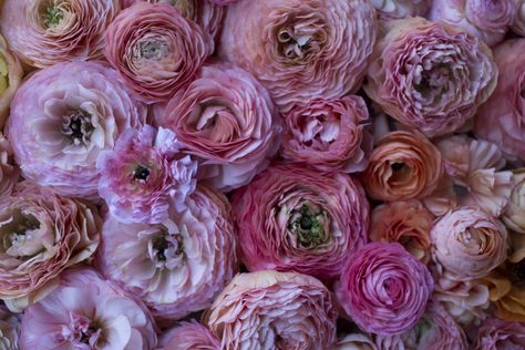 Tammie Stanley, Mockingbird Hill Flower Farm in Williamsburg, Ohio.  Beautiful shades of pink ranunculus. Grow Ranunculus, Ranunculus Garden, Growing Tulips, Growing Sweet Peas, Growing Dahlias, Grow Gorgeous, Flower Farming, Cut Flower Garden, Gardening Landscaping