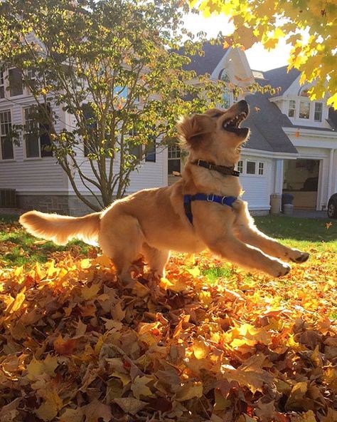 Puppy Playing In The Leaves For The First Time Puppy Eating, Puppies Playing, Puppy Playing, Animals Playing, Dogs Playing, Dog Fun, Puppy Play, Baby Animals Funny, Puppy Care