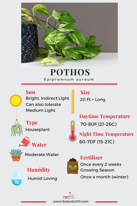 8 Tips on How to Care for Your Pothos (Epipremnum aureum Infographic) Epipremnum Aureum Care, Pothos Plant Care Tips, How To Care For Pothos Plant, Neon Pothos Plant Care, Pothos Display Ideas, Pathos Plant Care, Pothos Care Tips, Golden Pathos, Types Of Pothos