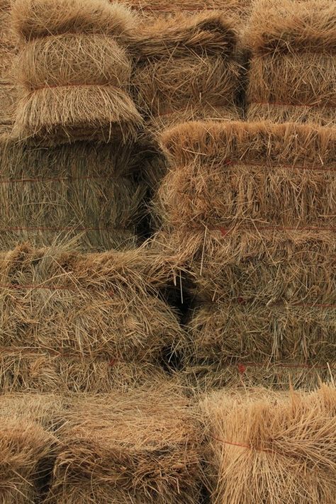 . Straw Bales, Organic Compost, Hay Bales, Farms Living, Down On The Farm, Taylor Swift Album, Country Farm, Doctor Strange, Barbados