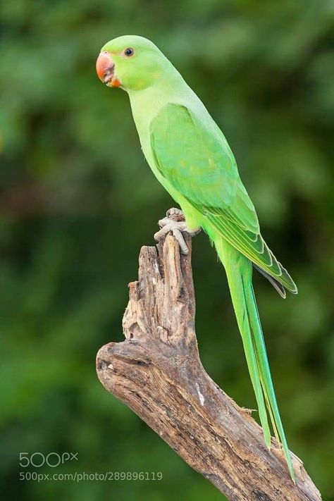 Green Parrot Bird, Ringneck Parrot, Ring Necked Parakeet, Unique Birds, Green Parrot, Parrot Pet, Nikon D7100, Green Things, Bird Wallpaper