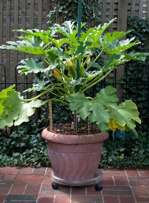 Growing Courgettes Vertically, Zucchini Vertical Growing, Zucchini Plants Vertical, How To Grow Zucchini Vertically, Harvesting Zucchini, Grow Squash Vertically, Growing Zucchini Vertically, Zucchini Garden, How To Grow Zucchini