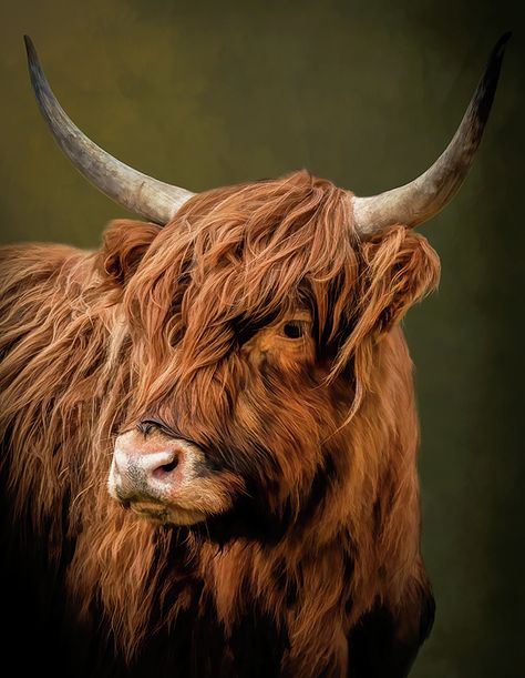 Highlander Cow, Warm Background, Scottish Highland Cow, Scottish Highlands, Highland Cow, Digital Artwork, Wall Art Home, Art Home Decor, Moose