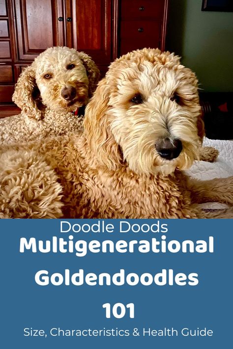 Goldendoodle Full Grown, F1b Goldendoodle, Double Doodle, Dog Trends, Doodle Puppy, Hybrid Dogs, Mini Goldendoodle, Golden Doodle, Health Guide