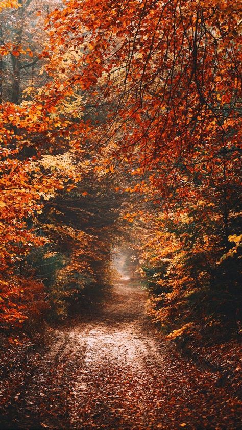 #fall #autumn #autumncolors #autumnmood #aesthetics #September #October #november Fall Wallpapers, Autumn Magic, Whatsapp Wallpaper, Autumn Scenes, Autumn Nature, Autumn Scenery, Screen Saver, Autumn Beauty, Fall Pictures