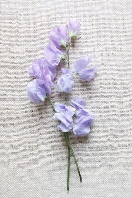 Gallery - Purple and Red Wedding Flowers Sweet Pea Wedding Bouquet, Purple And Red Wedding, Sweetpea Flower, Danielle Marie, Purple Wedding Inspiration, Sweet Pea Flowers, Red Wedding Flowers, Flower Guide, Garden Weddings