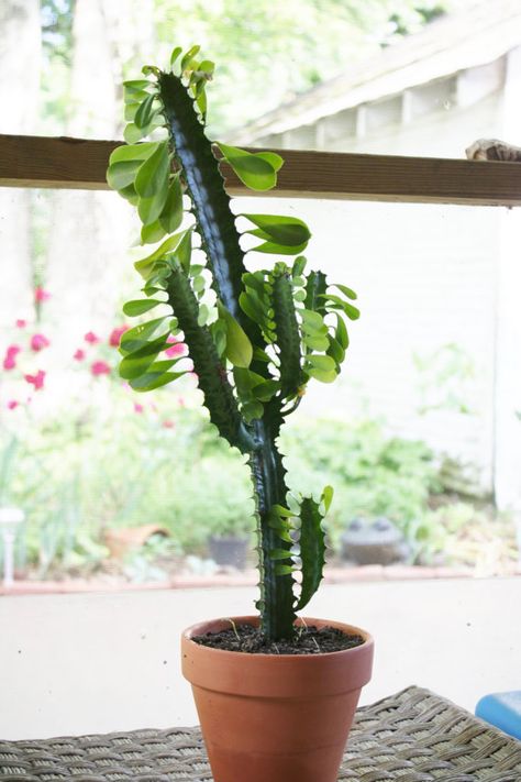 Live Euphorbia Trigonia Starter Plants African Milk Cactus, Milk Cactus, African Milk Tree, Milk Plant, Cactus Light, Pot Plants, Plant Tree, Starter Plants, Plant Cuttings