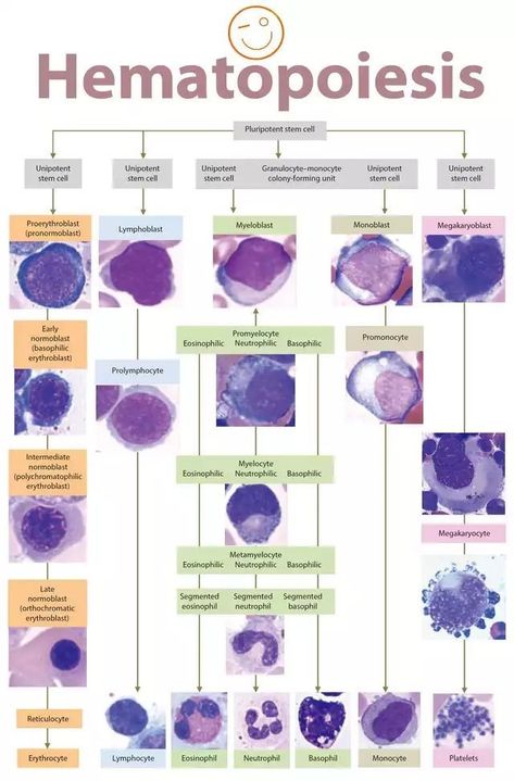 Blood Cells Diagram, Medical Technologist, Medical Lab Technician, Medical Laboratory Technician, Med Lab, Lab Science, Medical Laboratory Scientist, Laboratory Technician, Medical Lab