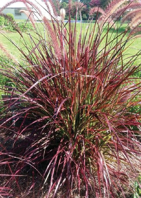 Plant Fountain, Red Fountain Grass, Ornamental Grass Landscape, Pennisetum Setaceum, Red Grass, Growing Grass, Patio Signs, Fountain Grass, Grasses Landscaping