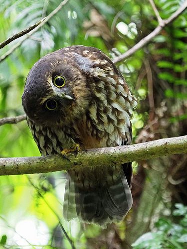 Ruru (Morepork) - swivel-head | by digitaltrails Bird Tattoo Sleeves, Owl Wings, Maximum Ride, Blue Butterfly Wallpaper, Cow Painting, Animal Totems, Forest Friends, Book Illustrations, Bird Pictures