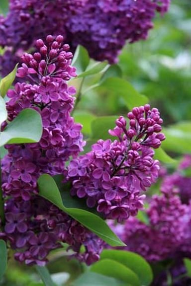 California-Friendly Plant: Wild Lilac - The sweet smell of lilacs is not out of reach for your CA-Friendly garden. Many wild lilacs are native to our region & thrive w/ only the water provided by Mother Nature, even during summer. There are several varieties of wild lilacs for you to select for your garden, ranging from low, spreading ground covers & shrubs to small trees.  Season: Spring.  Size: 1.5-20 ft.  Color: Blue or purple flowers.  Water: None.  Sun: Full.  More at www.MNWD.com. Lilac Essential Oil, Flower References, Lilac Cottage, Pruning Plants, Lilac Plant, Syringa Vulgaris, Lilac Blossom, Hydrangea Care, Flower Meanings