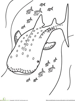 This undersea coloring page features a huge whale shark swimming through the ocean with some smaller fish friends. Whale Shark Coloring Page, Whale Shark Template, Shark Worksheet, Shark Sheets, Kindergarten Animals, Whale Shark Swimming, Shark Food, Shark Printables, Scuba Vbs