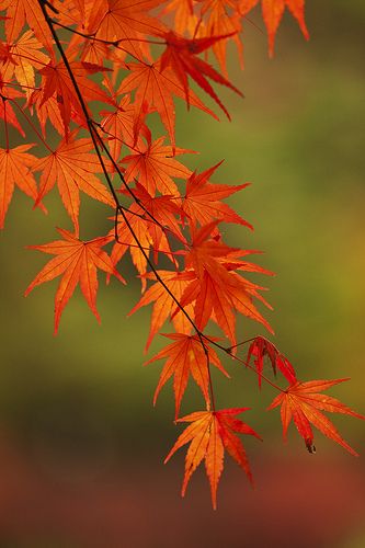 Tree Photography, Red Leaves, Japanese Maple, Maple Tree, Autumn Scenery, Autumn Beauty, Tree Leaves, Favorite Season, Maple Leaf