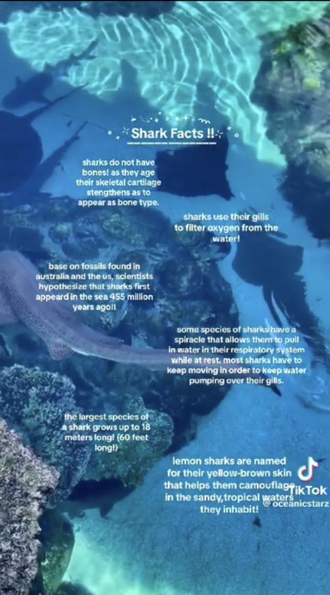 Ocean Facts Interesting, Shark Hyperfixation, Shark Special Interest, Shark Names Ideas, Different Sharks, Shark Birds Eye View, Shark Therian, Shark Fun Facts, Shark Breeds