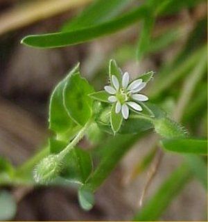 Athelas For Your Garden Medicinal Weeds, Edible Weeds, Edible Landscape, Lord Of The Rings Tattoo, Zelda Tattoo, Plant Tattoo, Edible Landscaping, Culinary Herbs, Wild Edibles