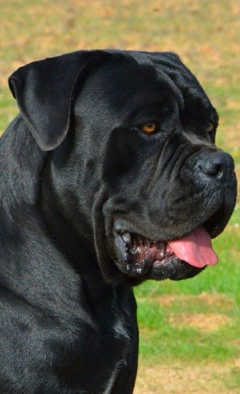 Chien Cane Corso, Bull Mastiff Dogs, Cane Corso Italian Mastiff, Cane Corso Mastiff, Regard Animal, Cane Corsos, Mastiff Breeds, Italian Mastiff, Bully Breeds Dogs