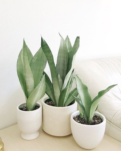 Plant Goals, نباتات منزلية, Snake Plants, Indoor Jungle, House Plants Decor, Plants Indoor, Perfect Plants, House Plants Indoor, Pretty Plants