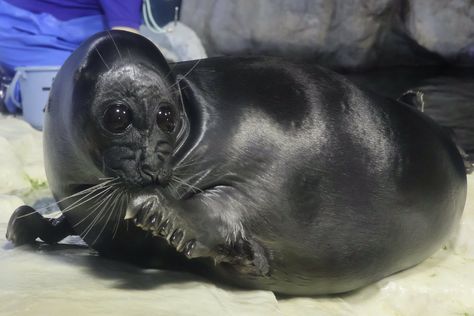 miko (@meekoloveseals) on X Goopy Eyes, Cute Seals, Sea Lion, Marine Animals, Cutest Thing Ever, Silly Animals, New Pictures, Cutie Patootie, Sea Creatures