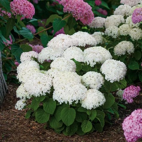 Incrediball Hydrangea, Hydrangea Arborescens Annabelle, Hardy Hydrangea, Hydrangea Shrub, Smooth Hydrangea, Hydrangea Arborescens, Shade Shrubs, Deer Resistant Plants, Hydrangea Paniculata