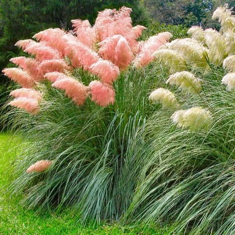 Cottage Farms Direct - Perennials - Pink Pampas Grass - 3pc Pink Pampas Grass Landscaping, Pampas Grass Garden, Pink Pampas Grass Decor, Backyard Goals, Pink Pampas, Pink Pampas Grass, Privacy Plants, Perennial Grasses, Ornamental Grass