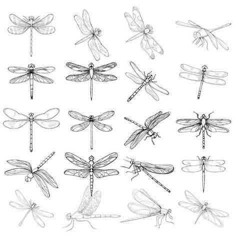 Dragonfly Doodle Art, Flying Insects Drawing, Dragonfly Outline Drawings, Bugs Drawing Sketches, Dragonfly Drawing Simple, Dragonfly Drawing Sketch, Dragon Fly Drawings, Sketch Dragonfly, Insect Doodles