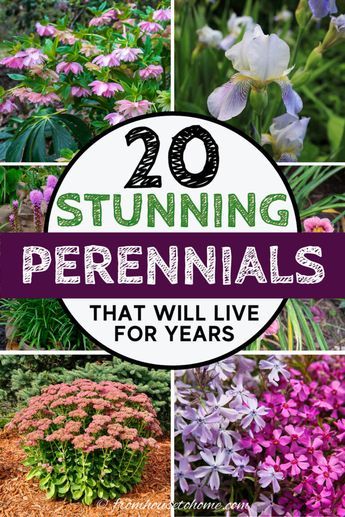 I have major gardening goals. So this list of beautiful perennial plants that live for a long time is coming at the perfect time. With all kinds of flowers, there's options for both full sun and shade gardens. #fromhousetohome #gardeningforbeginners Plants For Full Sun, Shade Flowers Perennial, Blooming Perennials, Perennial Garden Plans, Garden Perennials, Long Blooming Perennials, Garden Remedies, Full Sun Perennials, Shade Gardens