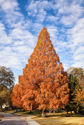 Dawn Redwood Tree in Fall Color with Cloundy Fall Sky - Vertical Image Pink Dogwood Tree, Dawn Redwood, Fast Growing Shade Trees, Redwood Tree, Dogwood Trees, Zone 5, Fast Growing Trees, Ancient Tree, Shade Trees