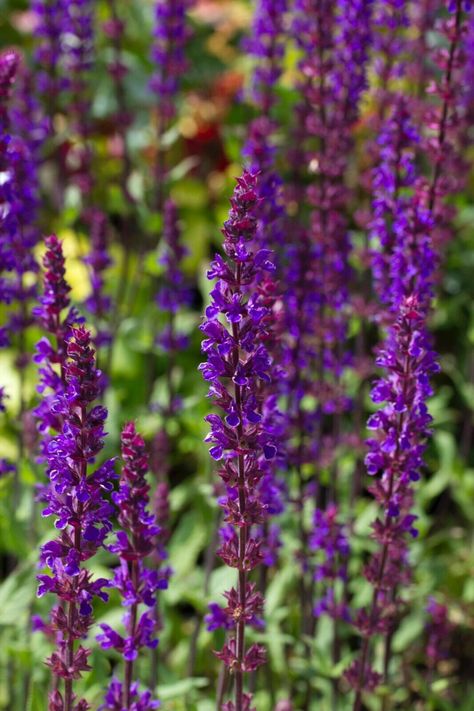 Salvia Nemerosa ‘Caradonna’ AGM chelsea garden favourite fragrant Balkan sage Salvia Nemorosa Caradonna, Salvia Caradonna, Salvia Nemorosa, Plant Library, Chelsea Garden, Cottage Garden Plants, December 26, Iphone Background Wallpaper, Back Garden