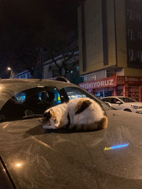 Street Cat Aesthetic Night, Istanbul Cats Aesthetic, Istanbul Night, Istanbul Aesthetic, Aesthetic 2023, Street Cat, Street Cats, Cat City, 1 August