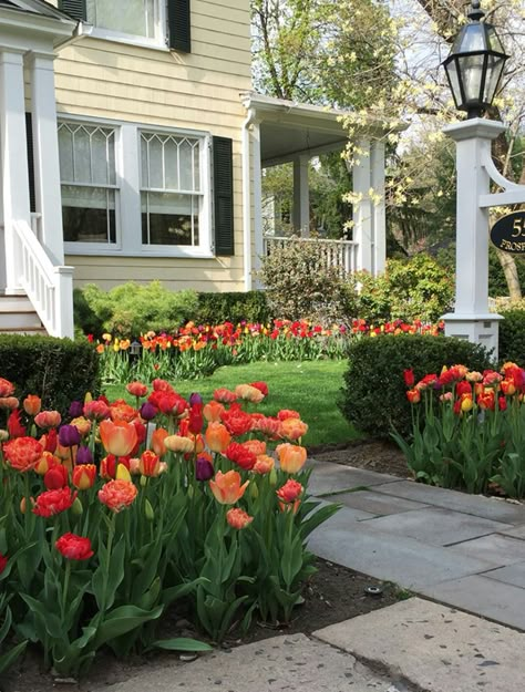 Tulips Front Yard, Tulip Garden Ideas Front Yards, Creative Garden Decor, Front Garden Landscape, California Garden, Backyard Flowers, Tulips Garden, Future Garden, Garden Inspo