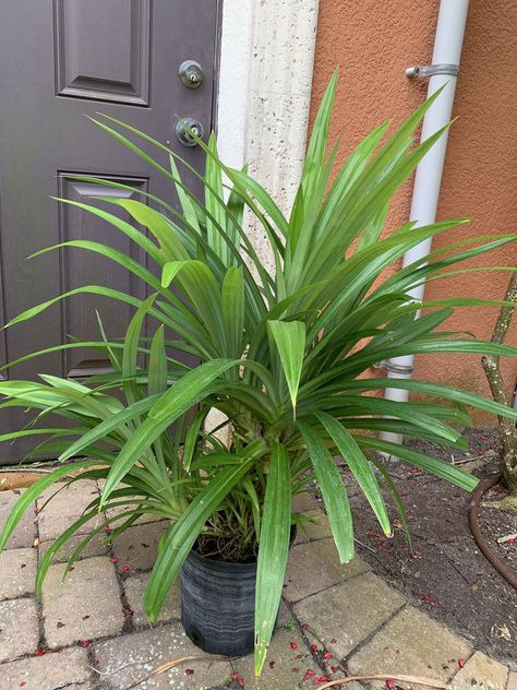 Pandan Plants for Sale in Gulfport, FL - OfferUp Plants For Sale, Large Plants, Plant Sale, A Group, Plants, For Sale