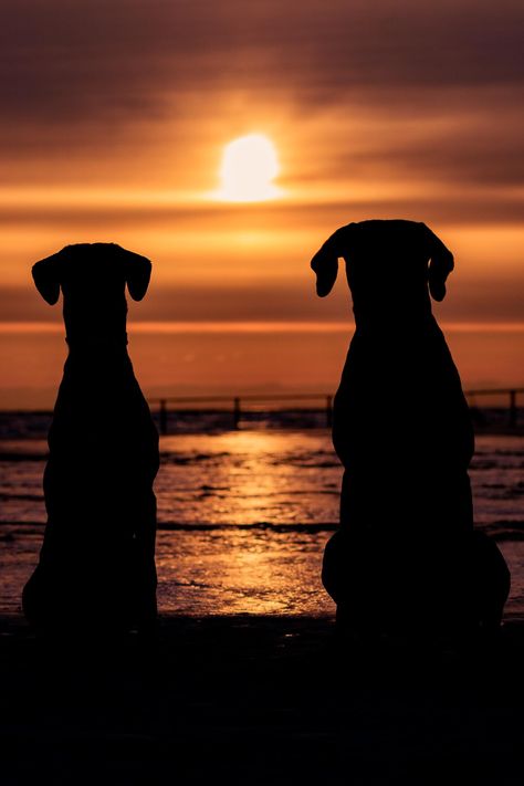 Sunrise at Montrose Dog Beach, Chicago Dog Beach Pictures, Dog Silhouette Painting, Dogs On Beach, Dogs Kissing, Sunrise Photography Beach, Summer Pets, Beach Chicago, Dog Sunset, Beach Dogs