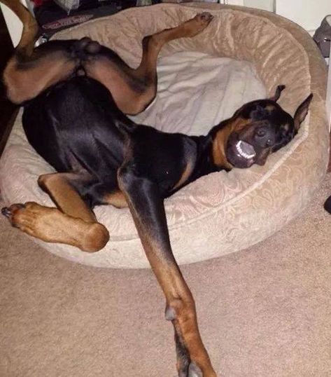 Doberman Personality, Funny Doberman, Search Pinterest, Doberman Puppies, Doberman Dog, Doberman Pinscher Dog, Doberman Puppy, Doberman Dogs, Funny Dog Pictures