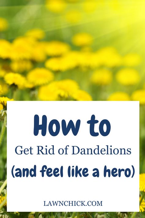 Chances are you've seen these yellow-flowered weeds sprouting up on your property more than a few times. Dandelions are persistent, but you can get rid of them if you're determined enough and know how. We've put together this blog post to give you all the information you need. We tell you about the characteristics of dandelions and when you're likely to see them in your lawn. Also, we reveal how to get rid of dandelions in your lawn, as well as how to prevent future dandelion growth. Get Rid Of Dandelions, Common Lawn Weeds, Lawn Weeds, Dandelion Plant, Weeds In Lawn, Types Of Grass, Healthy Lawn, Dandelion Seed, Kids And Pets