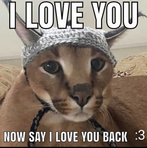 Cat Quotes, Say I Love You, Lives Matter, Cat Memes, Panther, Animal Art, Funny Cats, I Love You, Teddy Bear