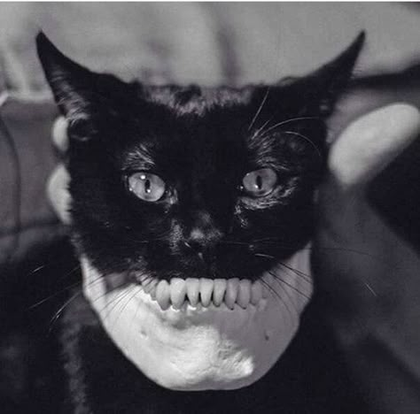 Katt Grejer, 강아지 그림, A Black Cat, Arte Inspo, 영감을 주는 캐릭터, White Photo, Horror Art, Art Plastique, 귀여운 동물