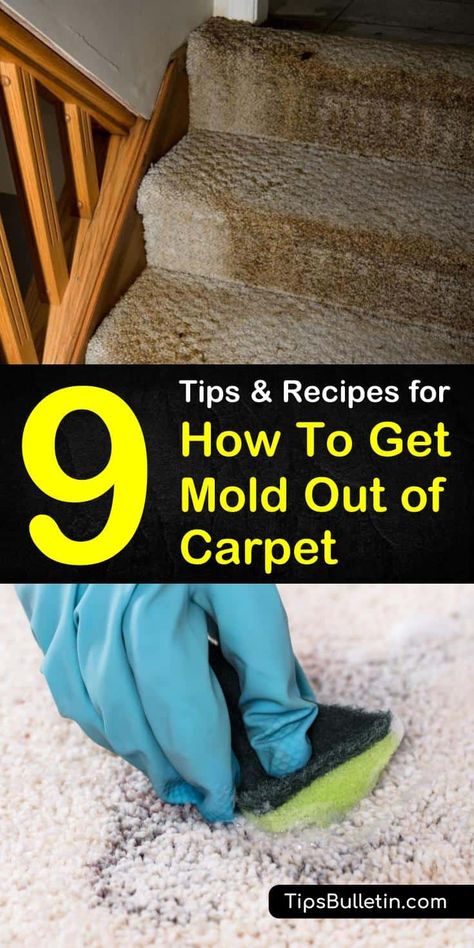 9 Amazing Tips and Recipes for How to Get Mold Out of Carpet How To Get Mold Out Of Carpet, Homestead Cleaning, Cleaning Bathrooms, Carpets Design, Wet Basement, Clean Carpet, Cleaning Mold, Stain Removers, Seat Cleaner